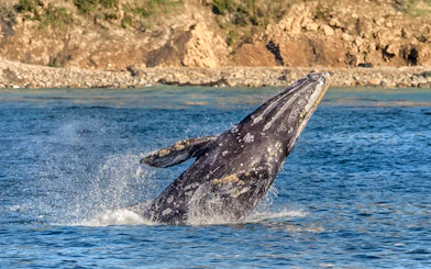 Whale breaching in ocean during Los Angeles whale watching tour.