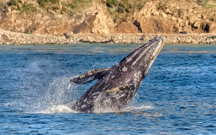 Whale breaching in ocean during Los Angeles whale watching tour.