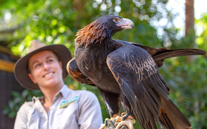Eagle perched on handler's arm at Currumbin Wildlife Sanctuary.