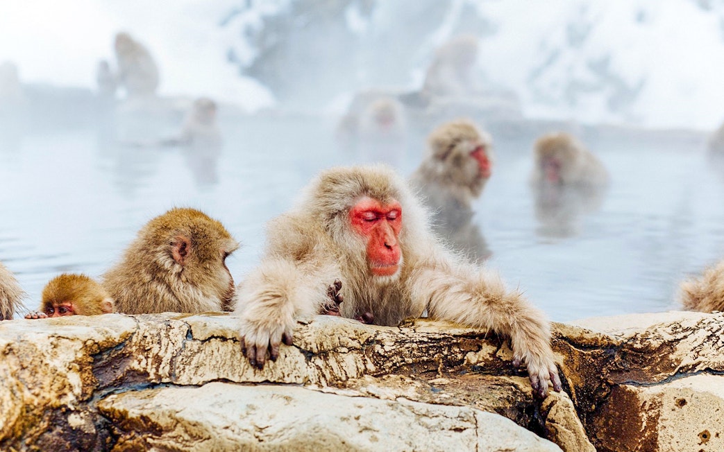 Snow monkeys relaxing in hot springs at Jigokudani Monkey Park, Nagano.