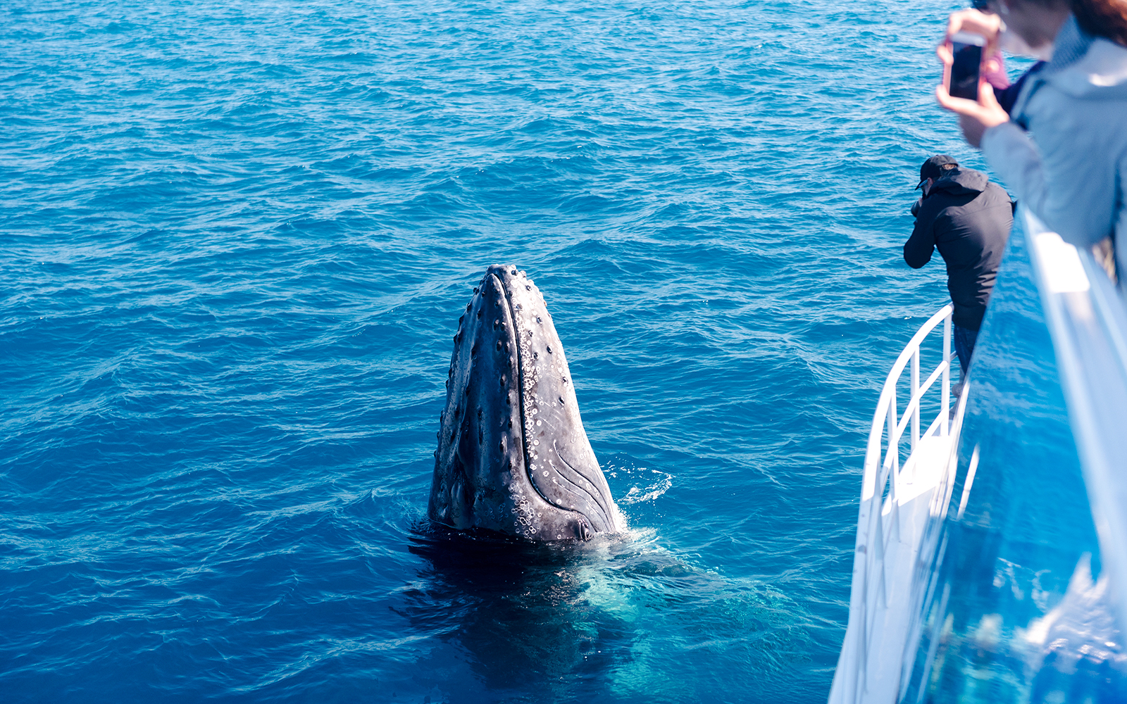 People on a boat watching a whale breaching in the ocean.