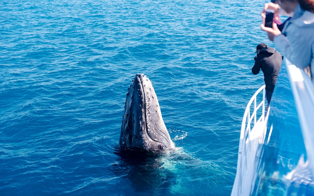 People on a boat watching a whale breaching in the ocean.