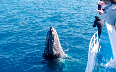 People on a boat watching a whale breaching in the ocean.