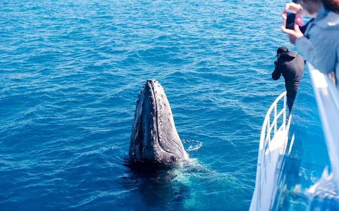People on a boat watching a whale breaching in the ocean.