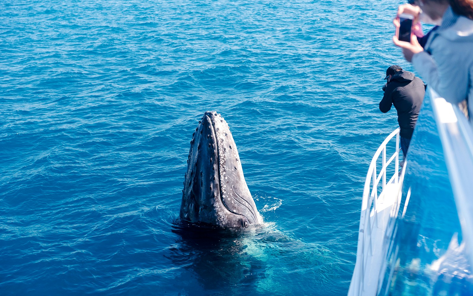 People on a boat watching a whale spy hopping in the ocean.