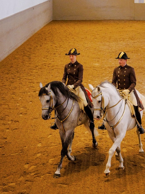 Lippizans performing at the Spanish Riding School in Vienna arena.