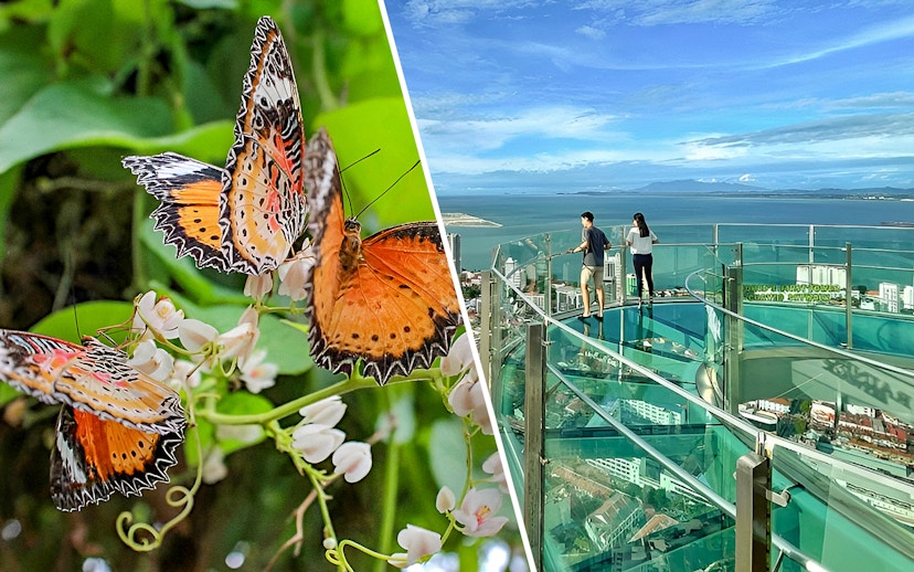 Butterflies at Entopia Penang and visitors on Rainbow Skywalk with city view.