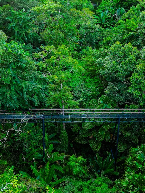 Skywalk through lush forest canopy at Hanuman World, Thailand.