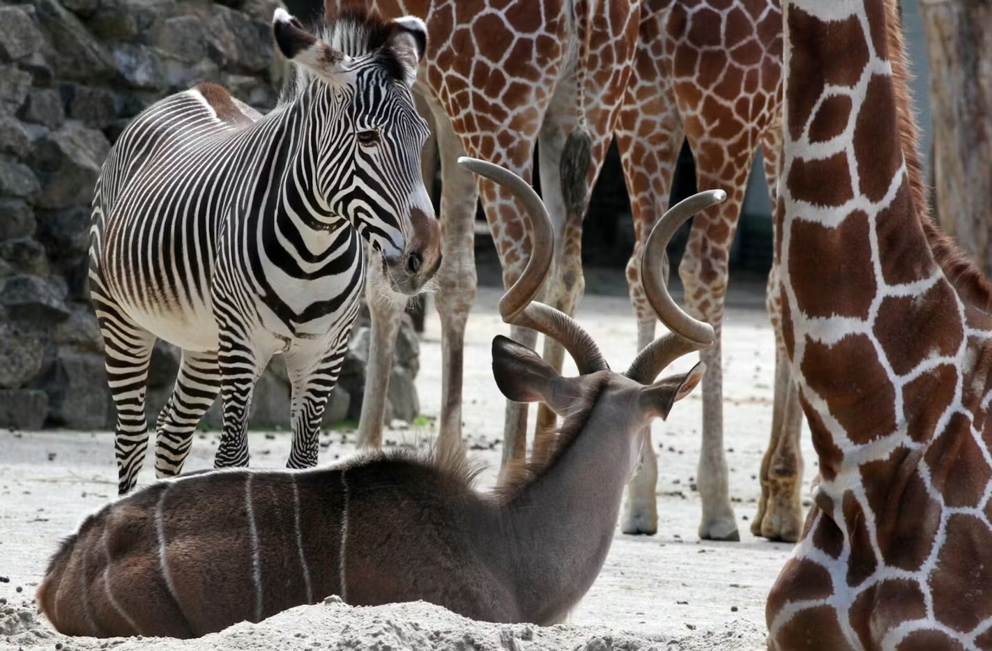 Zebra and giraffes standing near a resting antelope in a zoo enclosure.