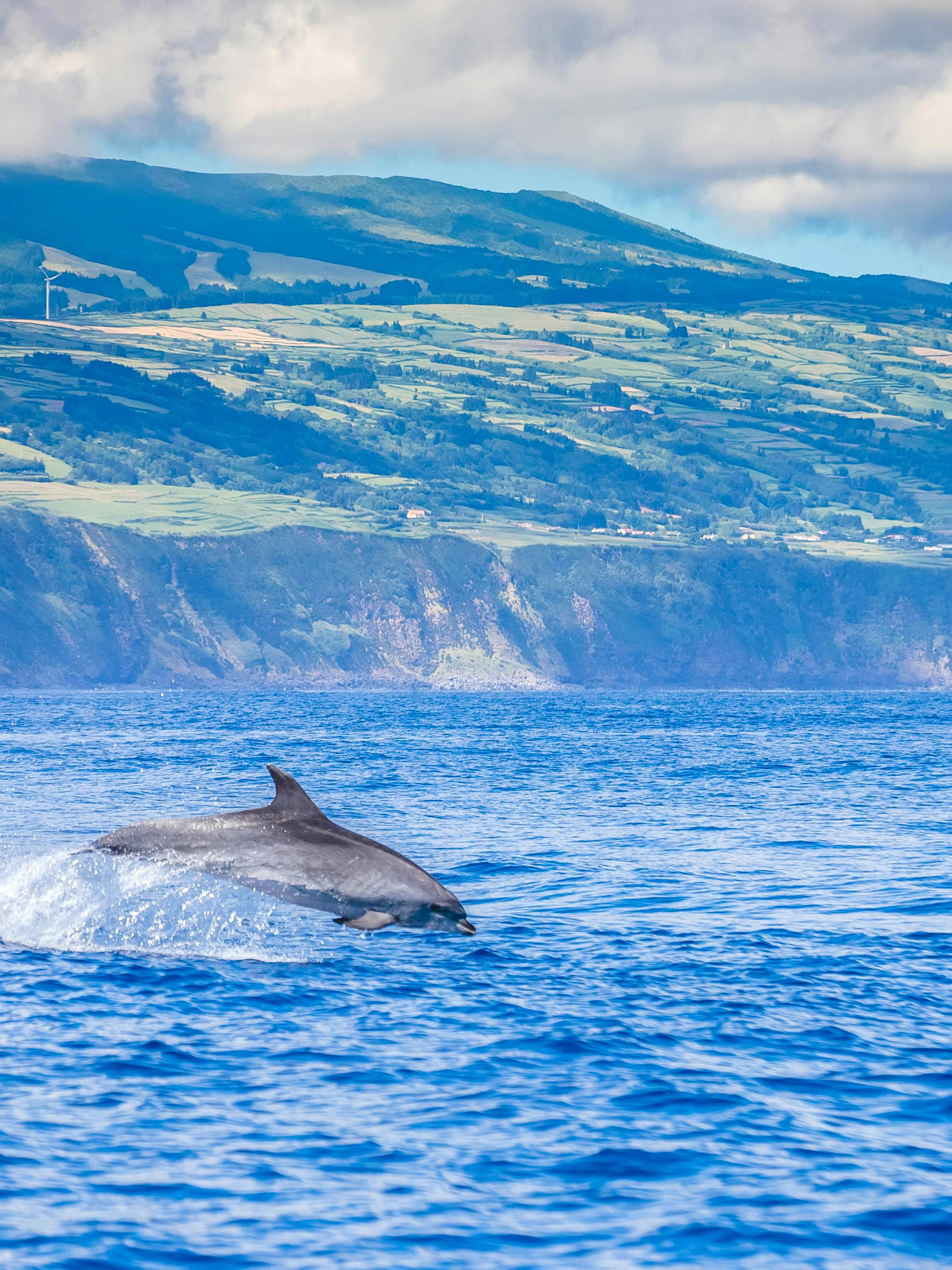 pico island: whale watching boat tour-1