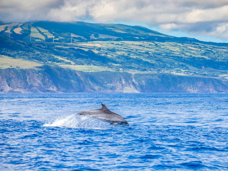 Pico Island Whale Watching Tour - Ponta Delgada