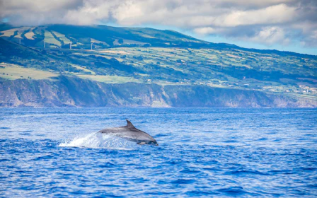 Pico Island: Whale Watching Boat Tour