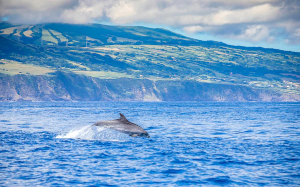 Pico Island: Whale Watching Boat Tour