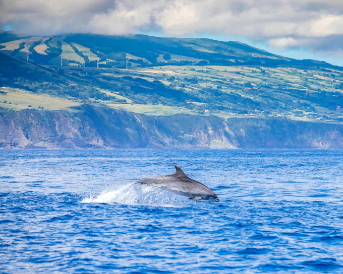 Pico Island: Whale Watching Boat Tour