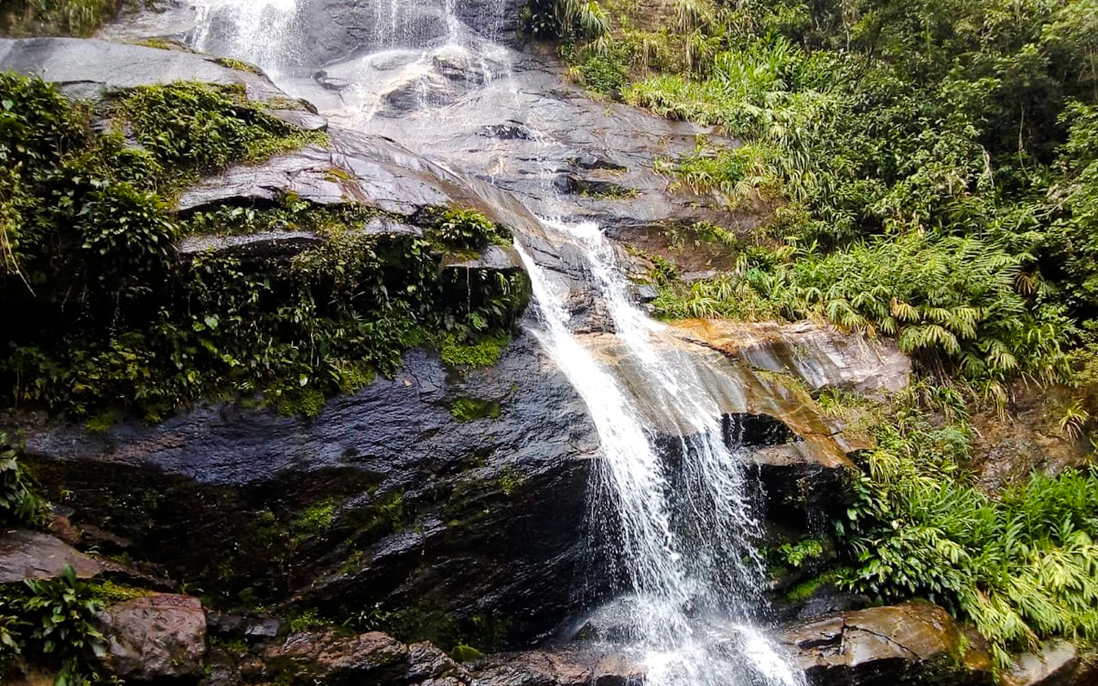 Tijuca Forest Guided Tour with Round-Trip Hotel Transfers Image 2