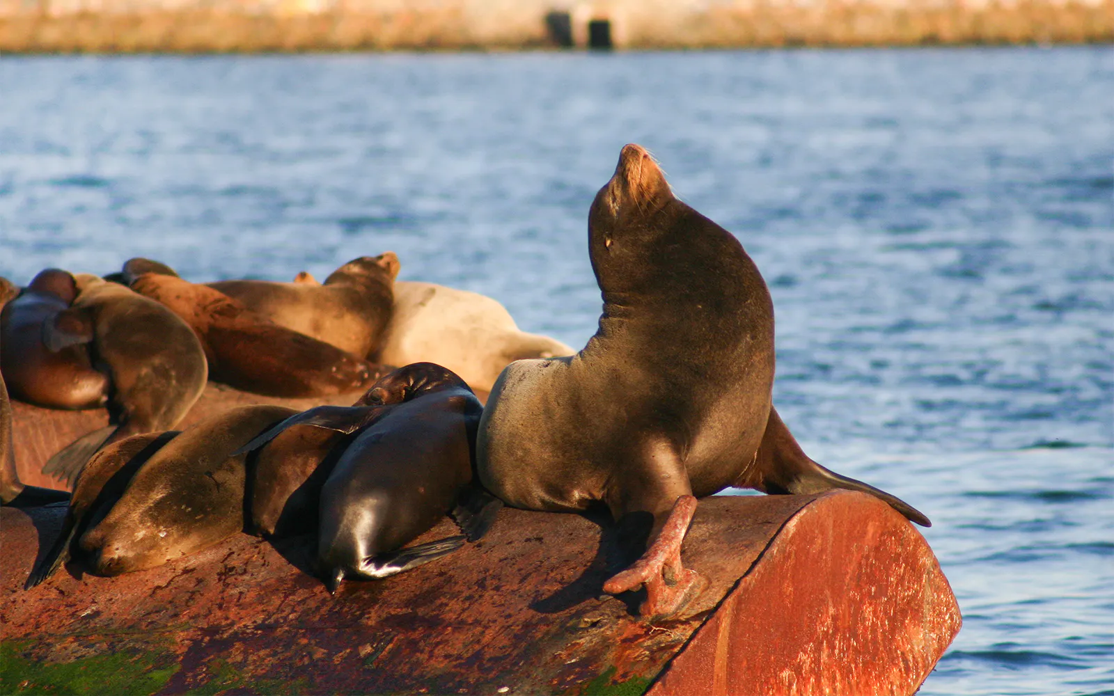 Local marine life, including sea lions, seals, and coastal seabirds