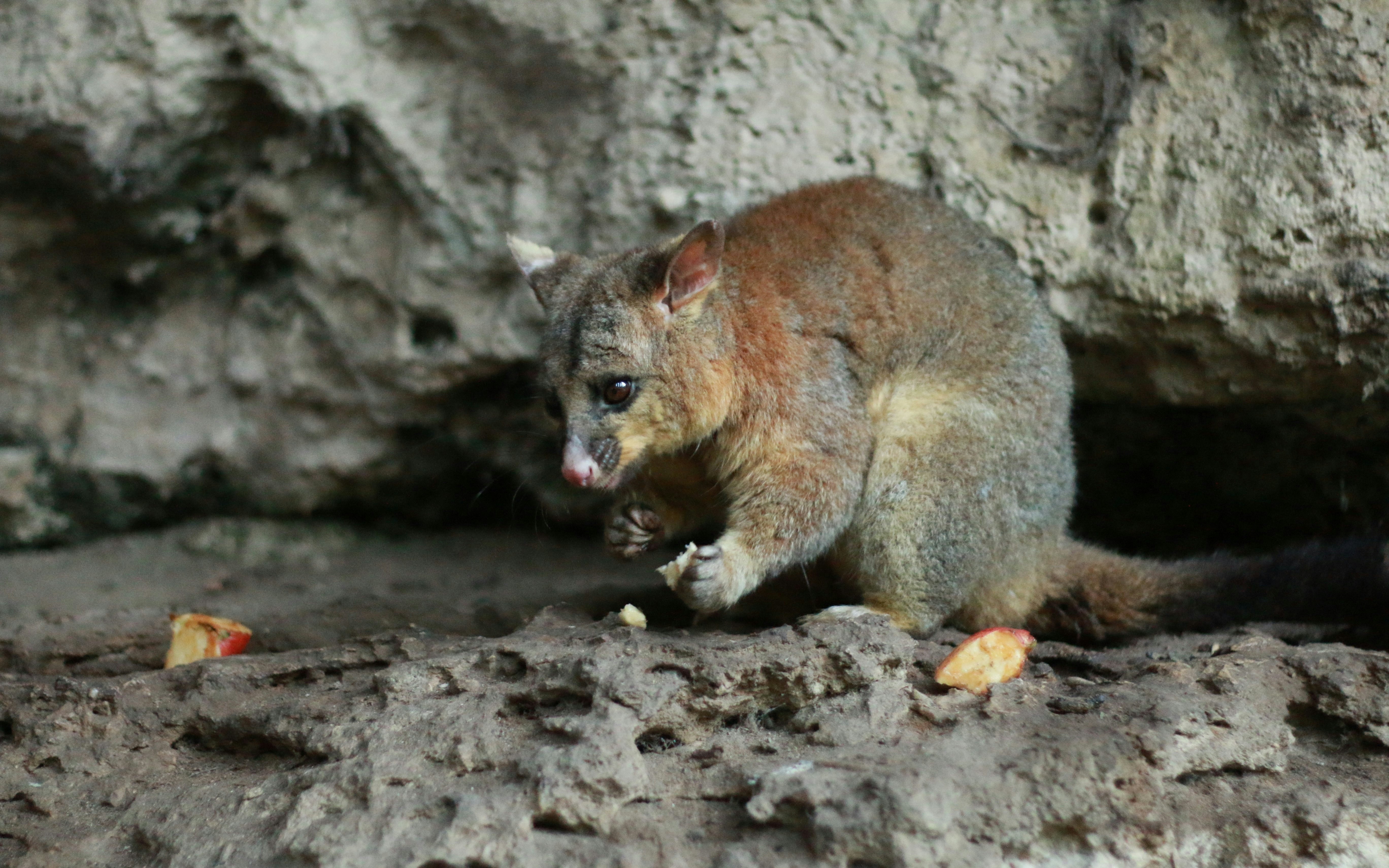 Brushtail possum in burrow with food, Australia.