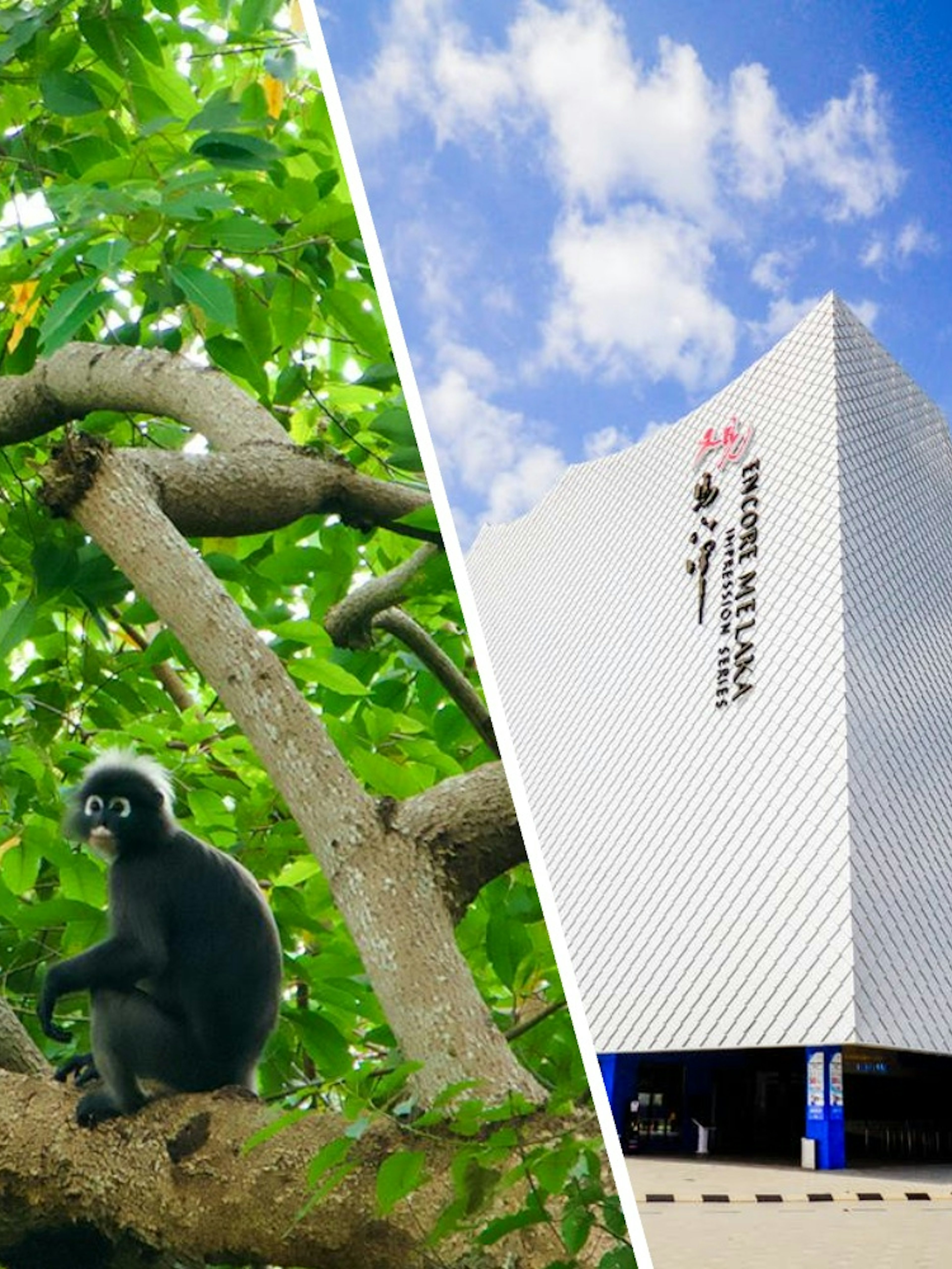 Dusky leaf monkeys on tree branches in Langkawi, Malaysia; Encore Melaka building exterior.