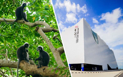 Dusky leaf monkeys on tree branches in Langkawi, Malaysia; Encore Melaka building exterior.