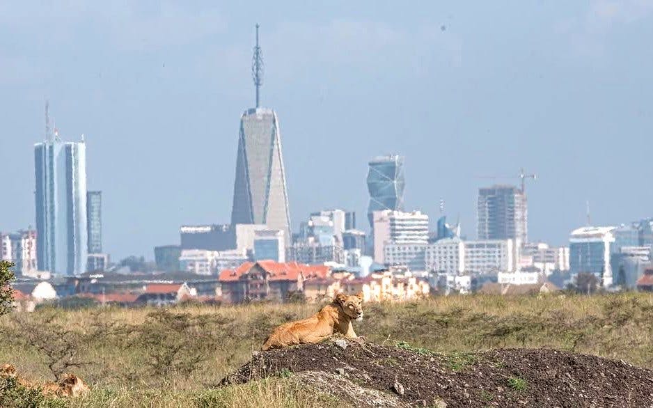 Lion resting with Nairobi skyline in the background at Nairobi National Park Safari.