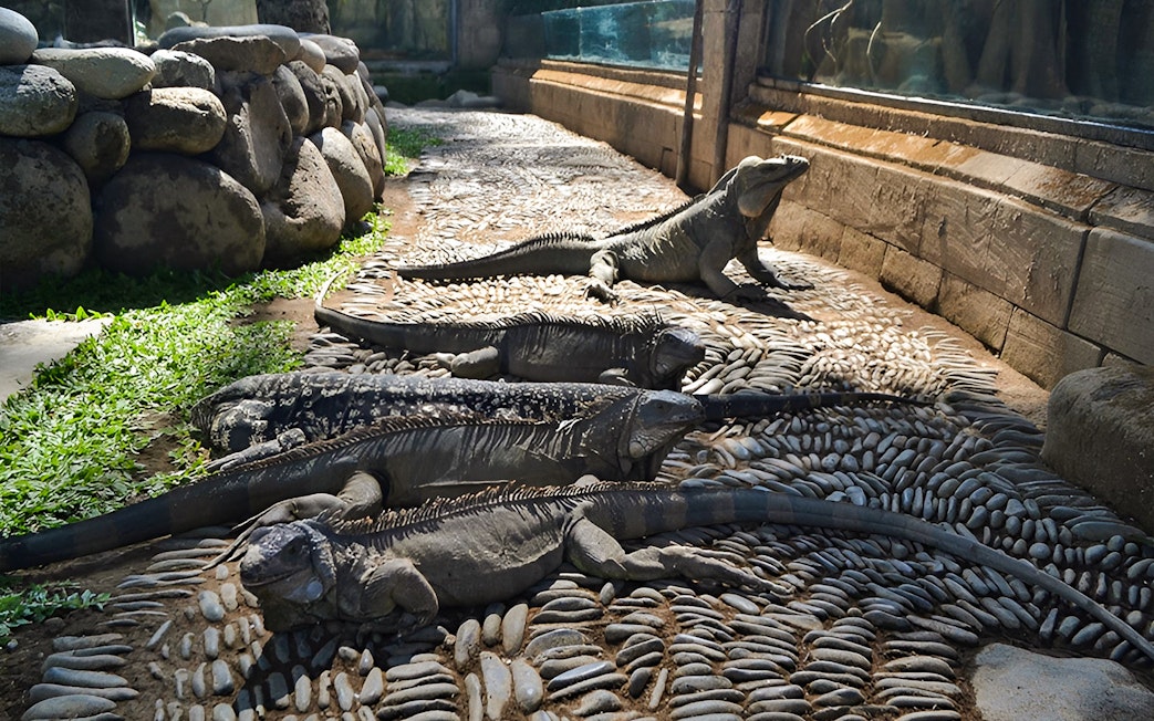 Iguanas basking on stone path at Bali Reptile Park.