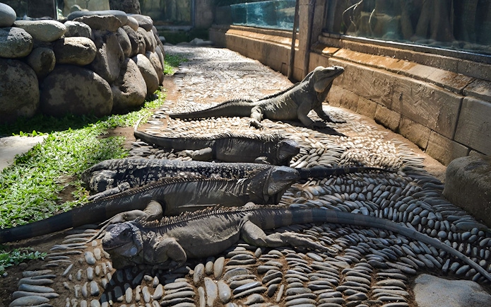 Iguanas basking on stone path at Bali Reptile Park.