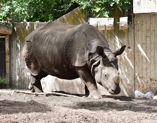 Rhino at the zoo