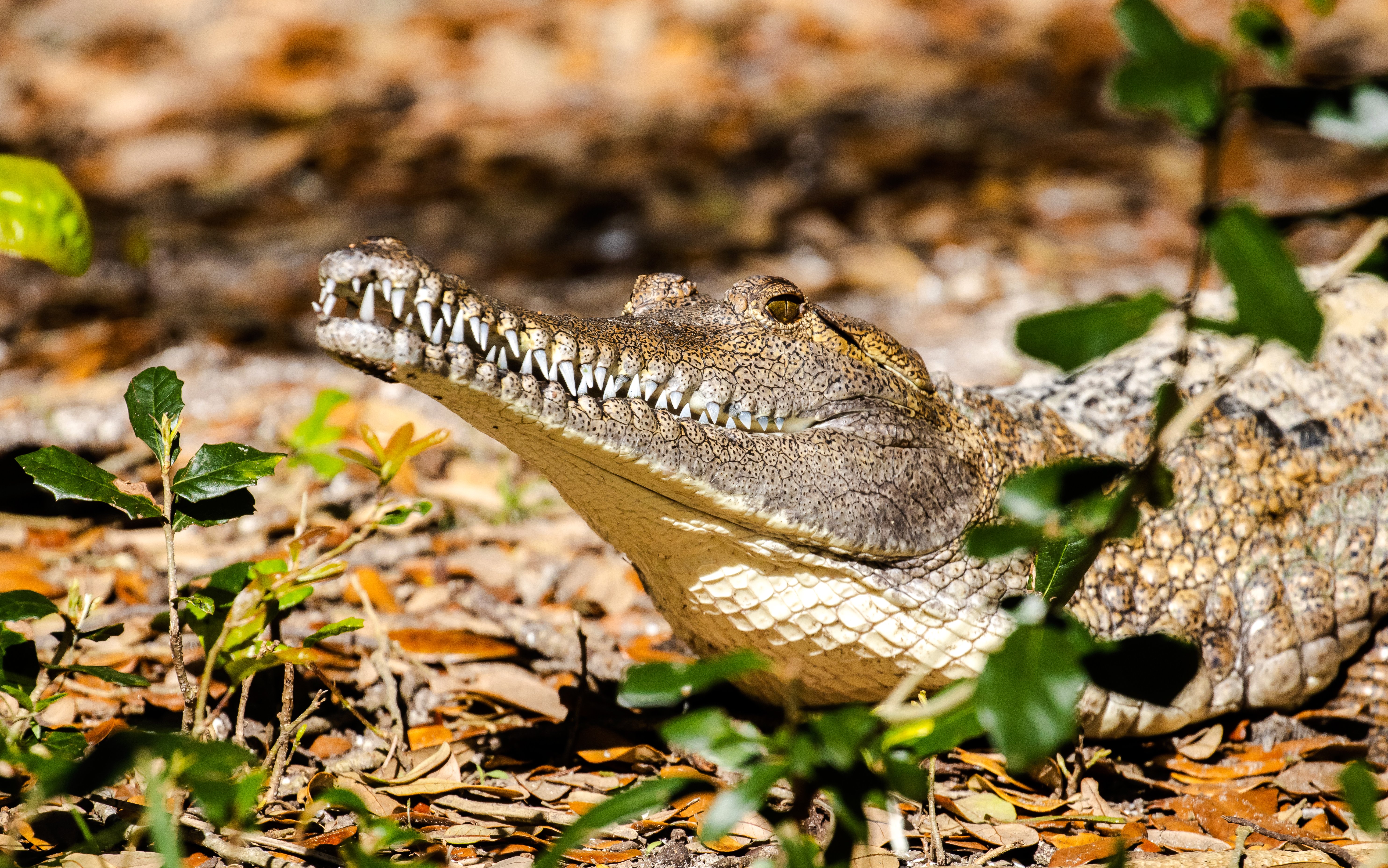 Freshwater crocodile resting among leaves.