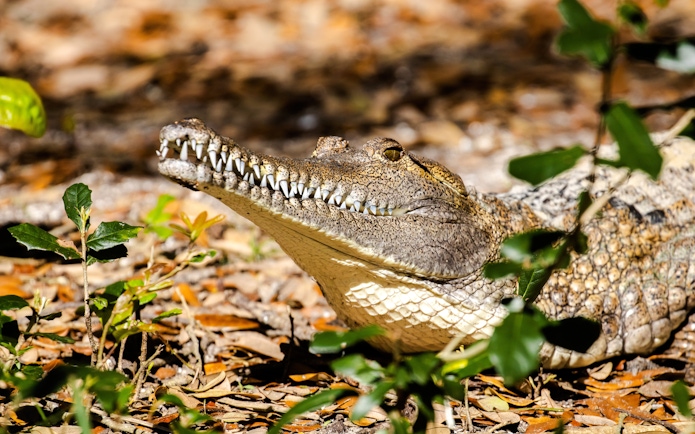 Freshwater crocodile resting among leaves.