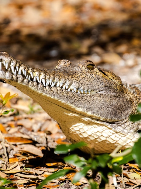 Freshwater crocodile resting among leaves.