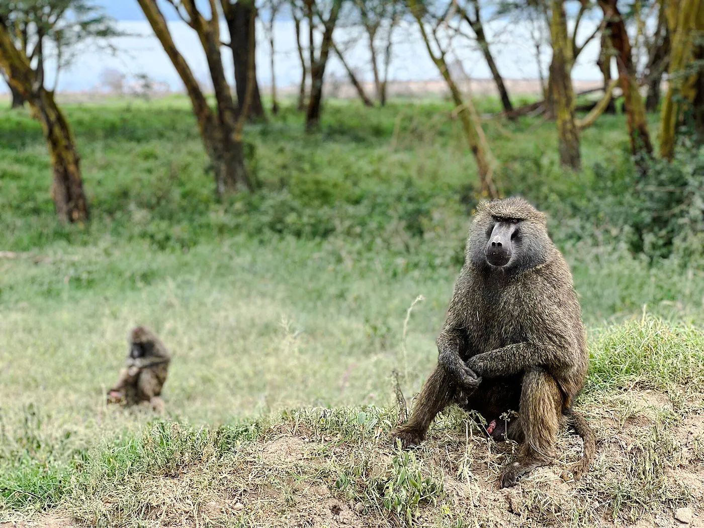 Baboon sitting on grass in Masai Mara, Kenya, during a safari tour.