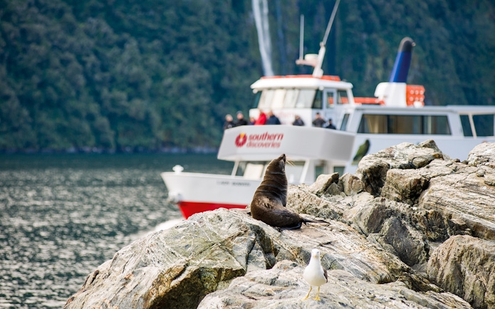 Tourists on a Milford Sound cruise with a seal on rocks and boat in background, New Zealand.