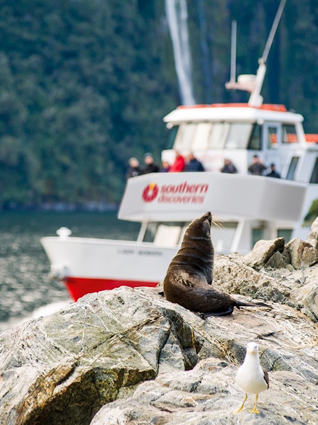 Tourists on a Milford Sound cruise with a seal on rocks and boat in background, New Zealand.