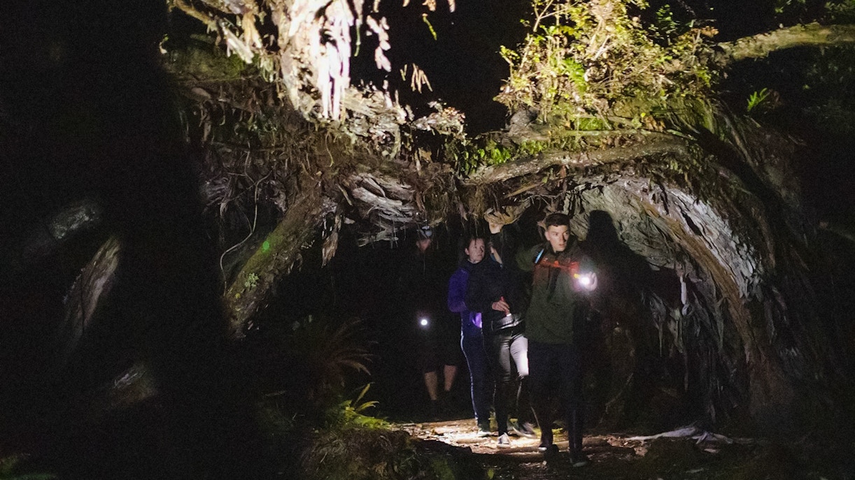 Explorers with flashlights in a dark forest during a kiwi encounter tour on Stewart Island.