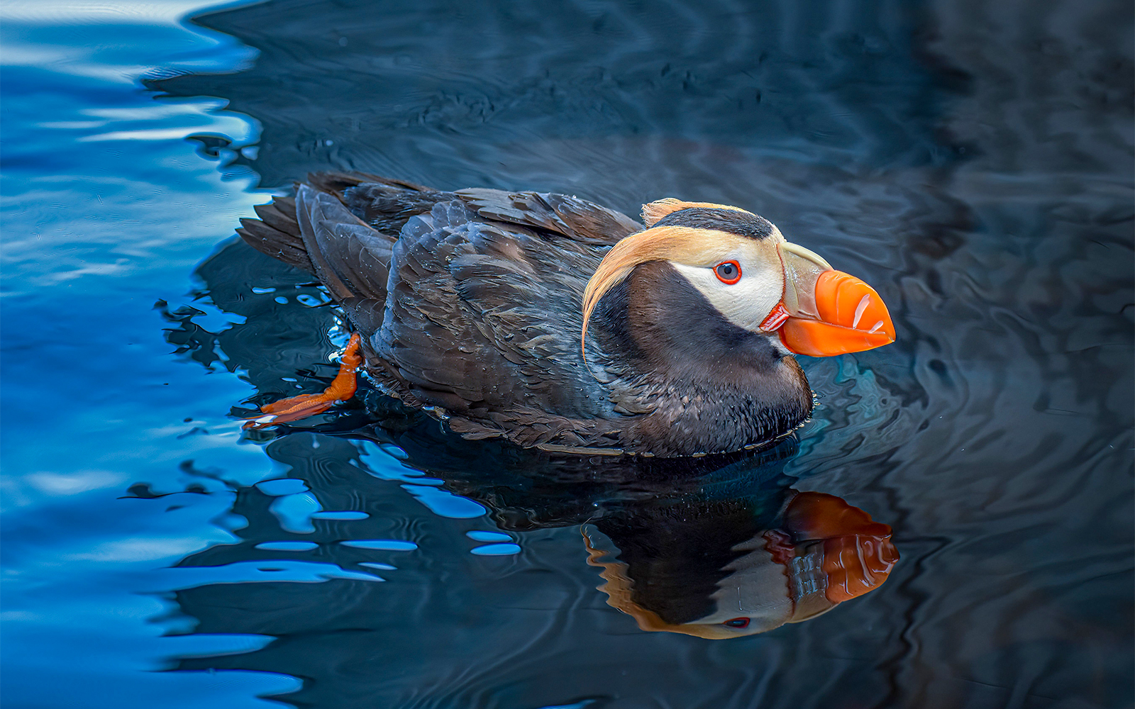 Ingressos aquario de atlanta estados unidos - River Scout