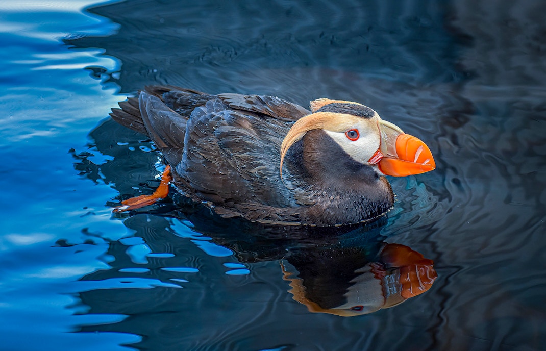 Ingressos aquario de atlanta estados unidos - River Scout