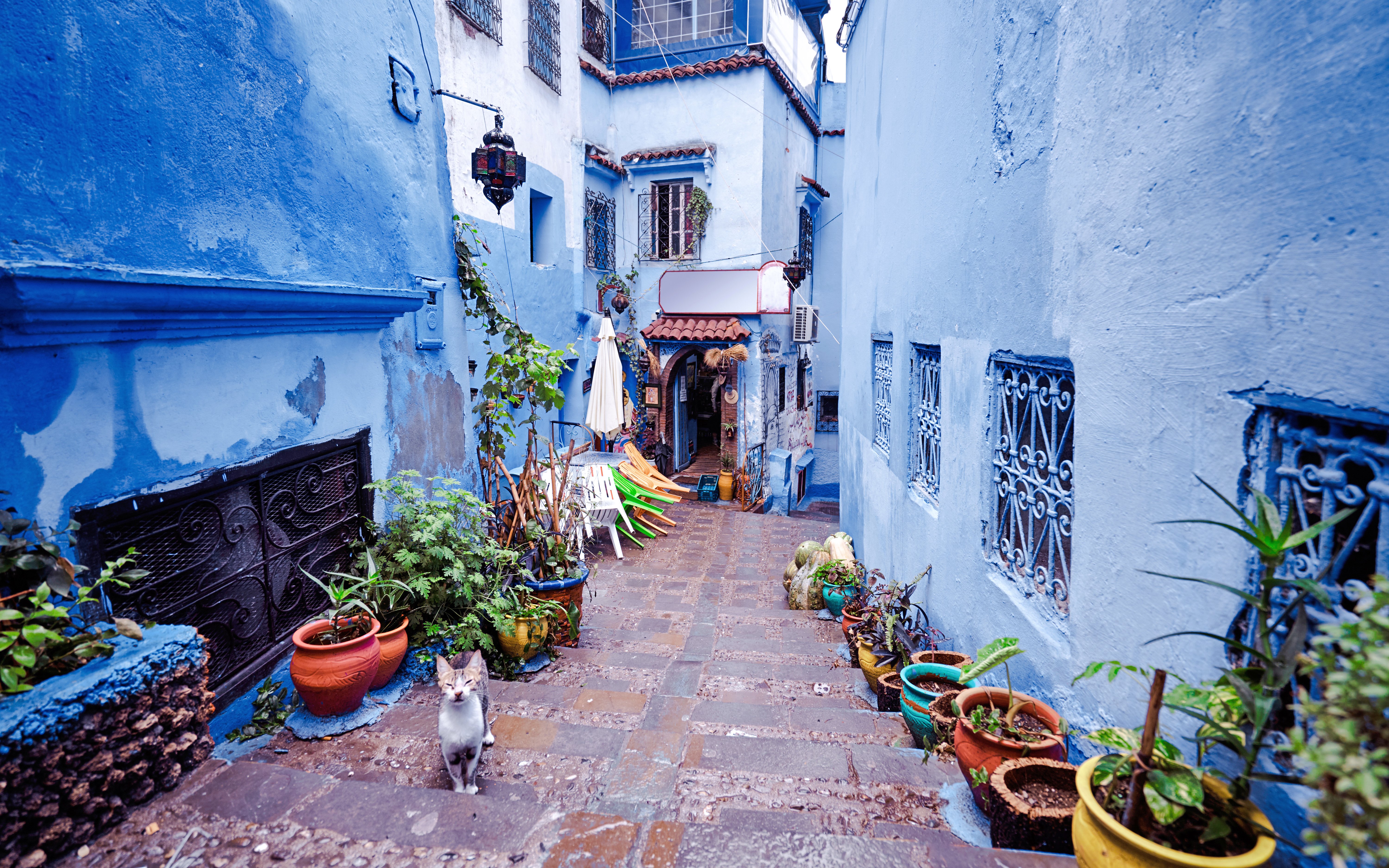 Street in Chefchaouen medina with blue walls, potted plants, and a cat, Morocco.