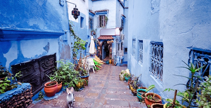 Street in Chefchaouen medina with blue walls, potted plants, and a cat, Morocco.