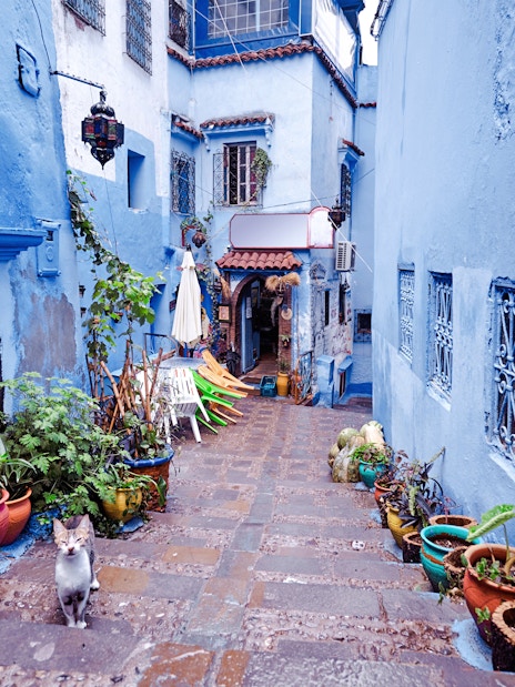 Street in Chefchaouen medina with blue walls, potted plants, and a cat, Morocco.