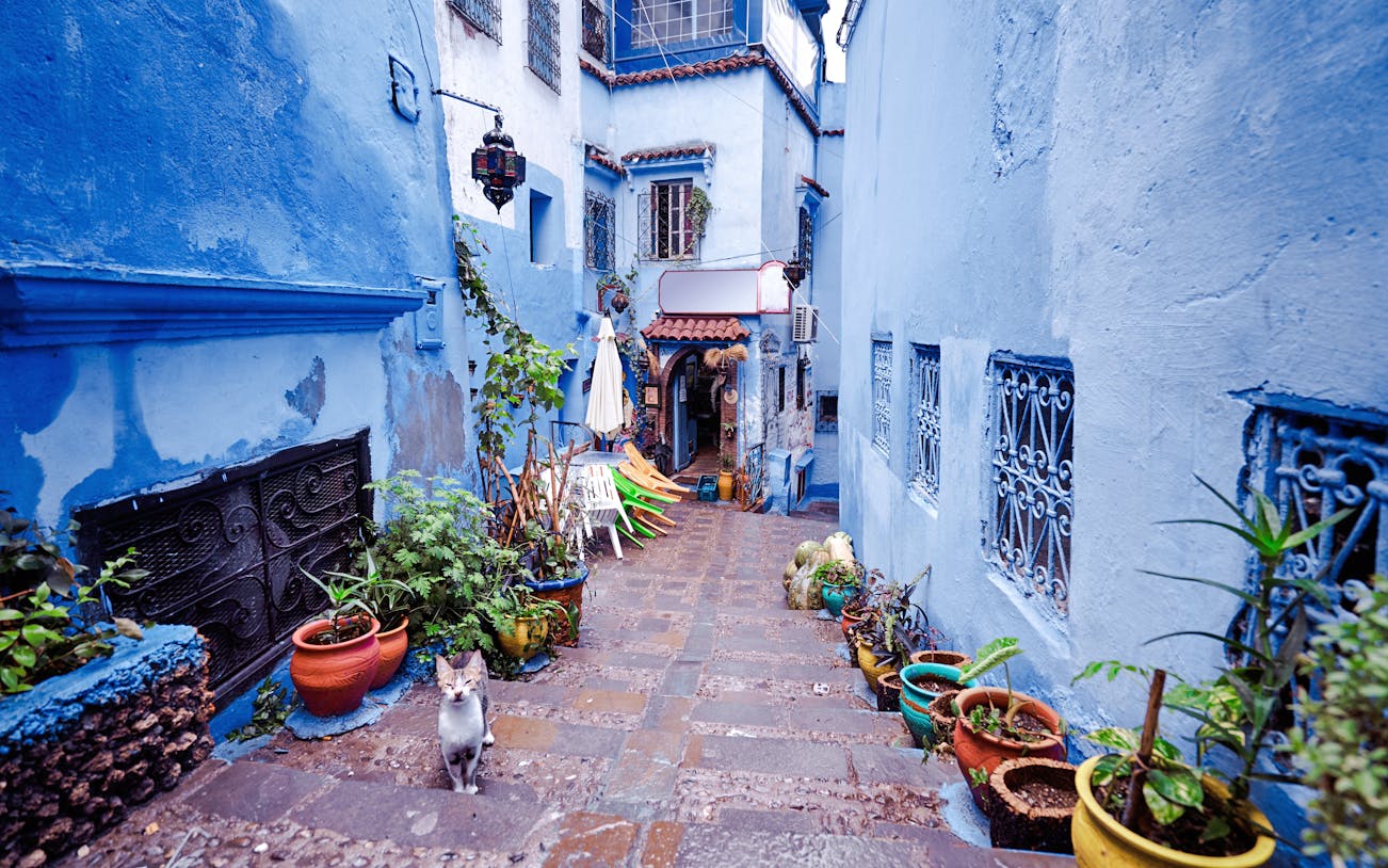 Street in Chefchaouen medina with blue walls, potted plants, and a cat, Morocco.