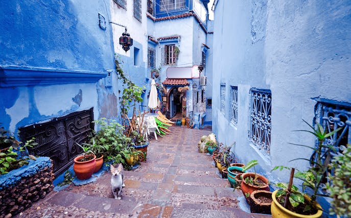 Street in Chefchaouen medina with blue walls, potted plants, and a cat, Morocco.