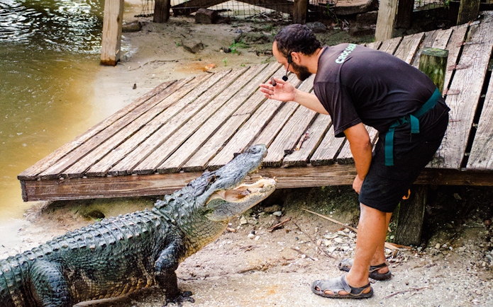 Man interacting with an alligator at Gator Park, Drive-Thru Safari Park, Orlando.