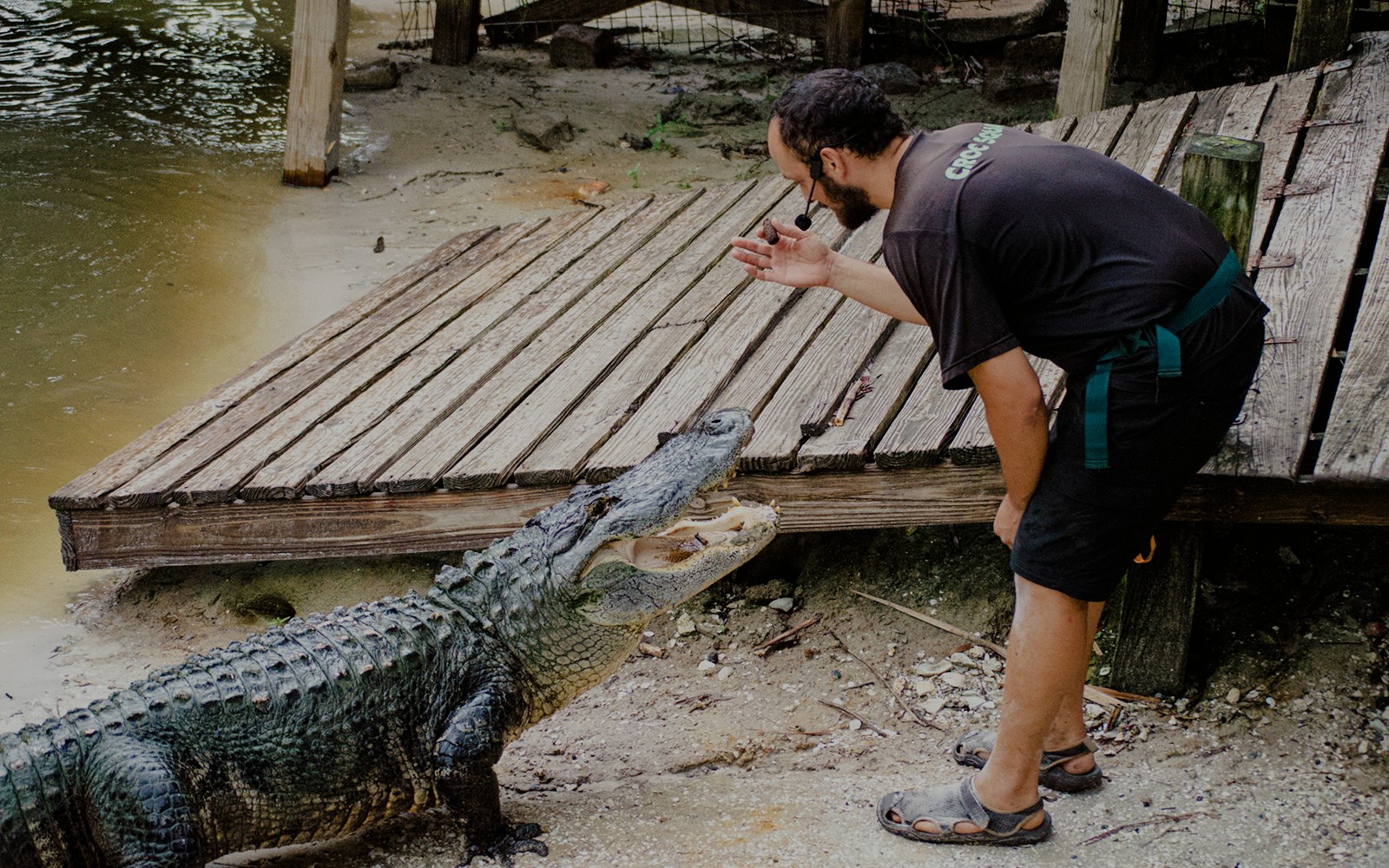 Man interacting with an alligator at Gator Park, Drive-Thru Safari Park, Orlando.