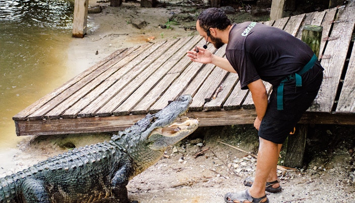 Man interacting with an alligator at Gator Park, Drive-Thru Safari Park, Orlando.