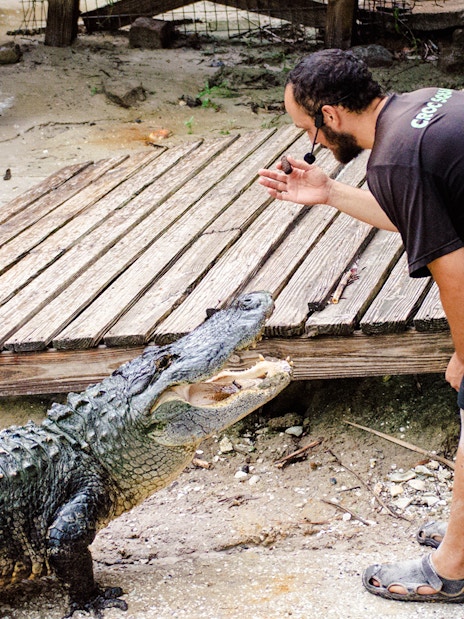 Man interacting with an alligator at Gator Park, Drive-Thru Safari Park, Orlando.
