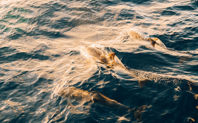 Dolphins swimming near boat at sunset in Lanzarote.