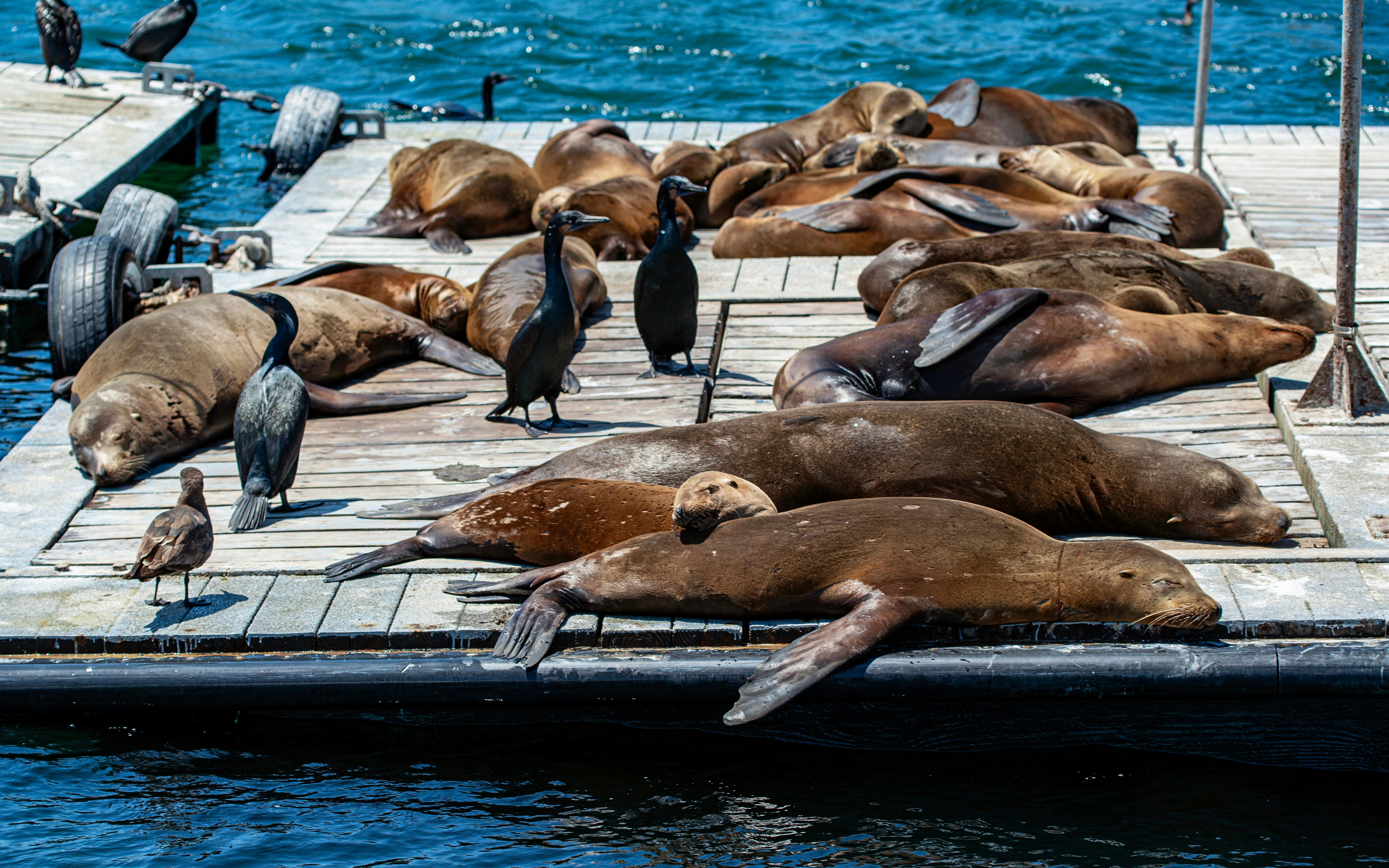 Sea lions resting on a dock in San Diego with birds nearby.