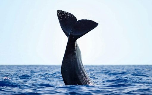 são miguel : excursion en bateau pour l'observation des baleines-4