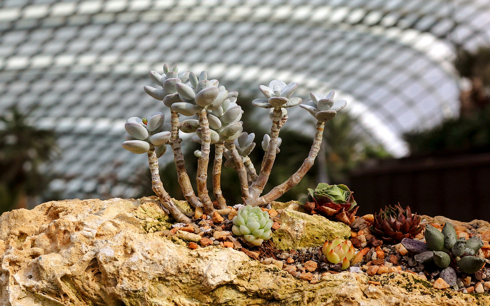 Succulent Garden at Gardens by the Bay
