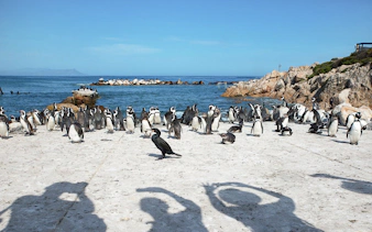 Penguins gathering on Boulders Beach, Cape Town, with ocean and rocks in the background.